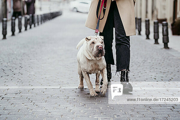 Hund mit Haustierleine  der von einer Frau auf einem betonierten Fußweg geführt wird
