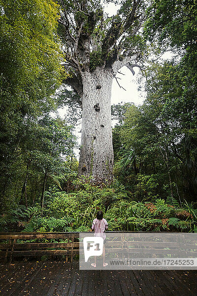 Neuseeland  Nordinsel  Northland  Junger Mann bewundert Tane Mahuta Kauri Baum