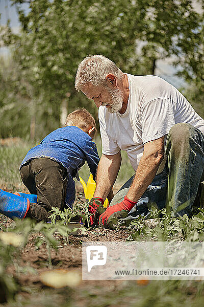 Großvater und Enkel pflanzen Tomatensetzlinge im Hinterhof