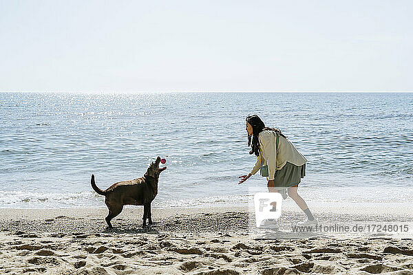 Koreanische Frau spielt mit Hund am Strand an einem sonnigen Tag
