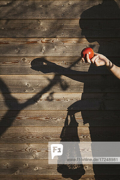 Girl holding apple by shadow on wooden wall