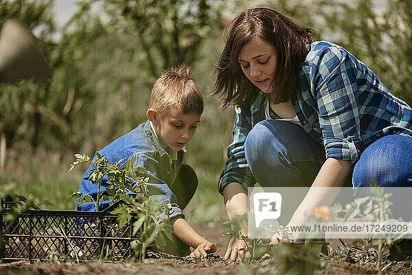 Mutter pflanzt Setzlinge mit Sohn