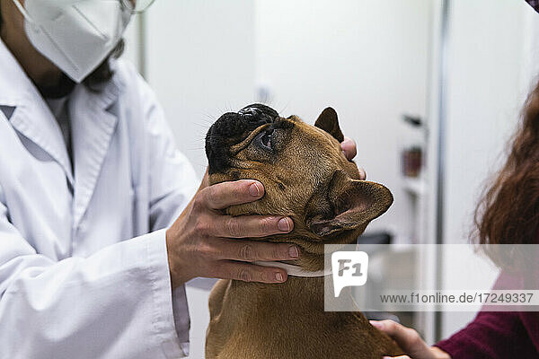 Tierärztin bei der Untersuchung einer Bulldogge in einer medizinischen Klinik