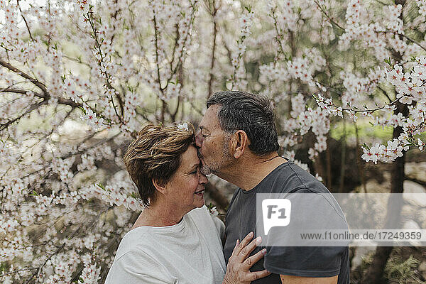 Älterer Mann küsst Frau am blühenden Baum
