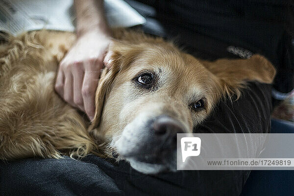 Young man stroking tired golden retriever while relaxing on lap at home