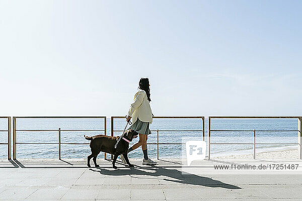 Mittlere erwachsene Frau  die mit ihrem Labrador-Hund an einem Geländer am Strand spazieren geht  während eines sonnigen Tages