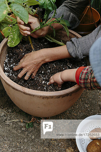 Mother and toddler boy harvesting potato from flower pot in back yard