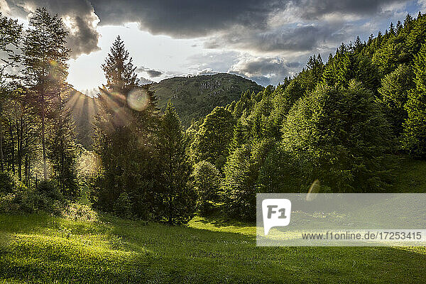 Leere Grasfläche mit Kiefern an einem sonnigen Tag in der Provinz Brescia  Lombardei  Italien