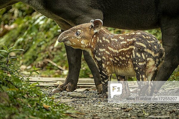 Tapir Baby (Tapirus bairdii) Tapir (Tapirus bairdii) erkundet seine Umgebung  Rio Celeste Tenorio Nationalpark  Mittelamerika  Costa Rica  Mittelamerika