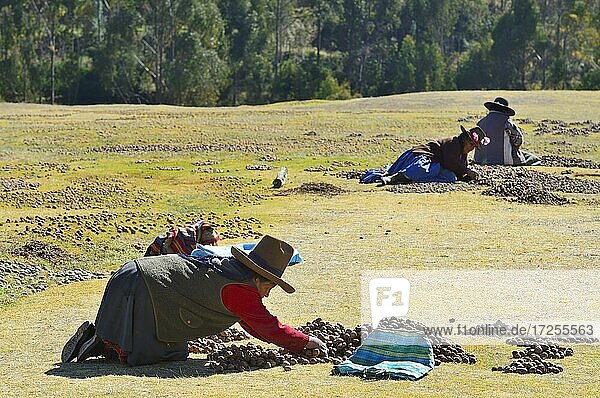 Indigene alte Frauen bei der Herstellung von Chuño  getrocknete Kartoffeln  Chinchero  Region Cusco  Provinz Urubamba  Peru  Südamerika