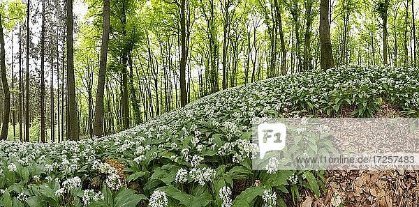 Bärlauch (Allium ursinum)  Buchenwald im Frühling  TerraVita Geopark  Asberg bei Dissen  Teutoburgerwald  Niedersachsen  Deutschland  Europa