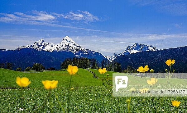 Watzmann und Hochkalter  davor grüne Wiese und gelbe Blumen  Bischofswiesen  Berchtesgadener Land  Oberbayern  Bayern  Deutschland  Europa