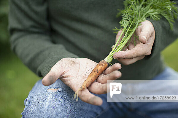 Close up man holding fresh harvested carrot