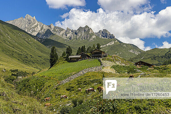 Kühe und Berghütte im Sommer  Ahrntal  Dolomiten  Südtirol  Italien  Europa