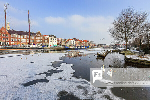 Weiße Schwäne im gefrorenen Wasser des Spaarne-Flusskanals  Haarlem  Bezirk Amsterdam  Nordholland  Niederlande  Europa