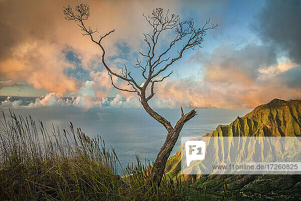 Ein einsamer Akazien-Koa-Baum streckt sich den bunten Wolken des Sonnenuntergangs über dem Kalalau Valley entgegen  Kokee State Park  Hawaii  Vereinigte Staaten von Amerika  Pazifik