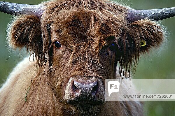 Schottisches Hochlandrind (Bos taurus)  Highland Cattle  Kyloe taurus  Kopf  Craignure  Mull  Innere Hebriden  Hebriden  Highlands  Hochland  Schottland  Großbritannien  Europa