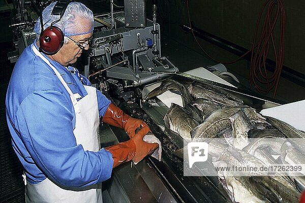 Mann bei Fischverarbeitung  Fischfabrik  Fließband  Húsavík  Nord-Island  Island  Europa