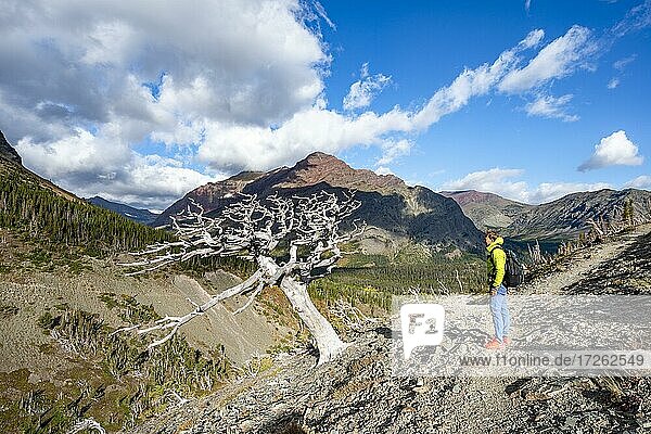 Wanderer zwischen abgestorbenen Bäumen  Wanderweg zum Scenic Point  Glacier National Park  Montana  USA  Nordamerika