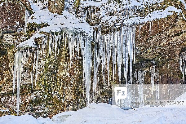 Long icicles  Rissloch waterfalls  Bavarian Forest  Bavaria  Germany  Europe