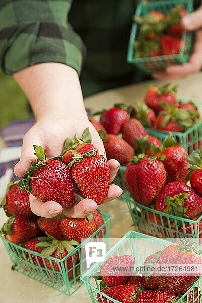 Farmer gathering fresh red strawberries in baskets