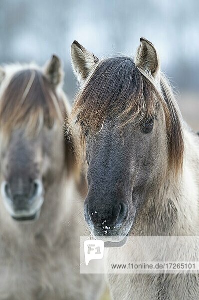 Konik  Konik-Pferd  Konik Pony (Equus caballus gemelli)  Portrait  Winter  Landschaftspflege im Naturschutzgebiet  Beweidungsprojekt  Naturschutz  Grünlandpflege  Niedersachsen  Deutschland  Europa