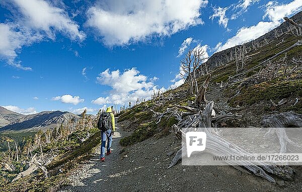 Hiker between dead trees  hiking trail to Scenic Point  Glacier National Park  Montana  USA  North America