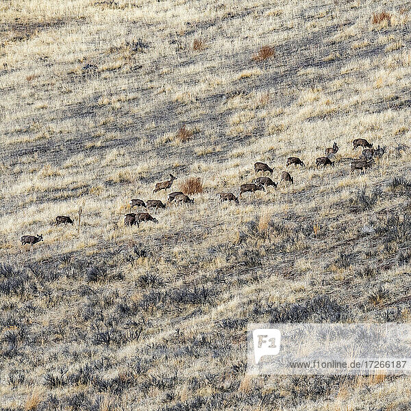 USA  Idaho  Bellevue  Herde von Hirschen grasend am Hang