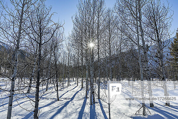 USA  Idaho  Sun Valley  Berg und Bäume im Winter