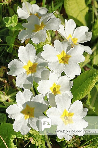Nahaufnahme von weißen Primeln im Frühling, Schweiz, Europa, Nahaufnahme von weißen Primeln im Frühling, Schweiz, Europa