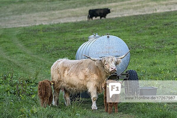 Schottische Hochlandrinder  Highland Cattle oder Kyloe (Bos primigenius f. taurus)  Jungtiere  Kälber mit Muttertier  Kuh und Bulle auf einer Weide  Hessen  Deutschland  Europa