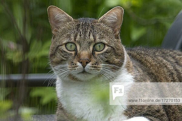 Portrait of a house cat in the garden  Bavaria  Germany  Europe