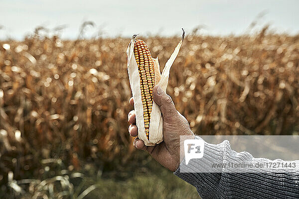 Farmer hand holding corn against corn field during sunny day