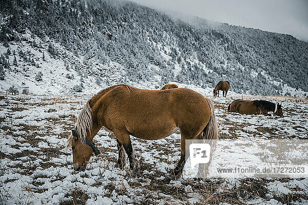 Pferde grasen im Winter auf einem Acker