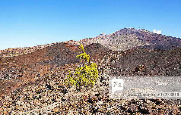Single tree growing in brown volcanic terrain at Tenerife island