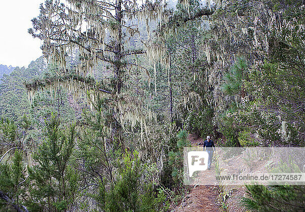 Hiker hiking on mountain trail in forest at Barranco Madre del Agua  Tenerife  Spain