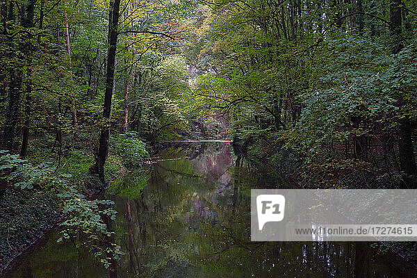 Wesenitz river flowing across lush autumn forest in Liebethaler Grund