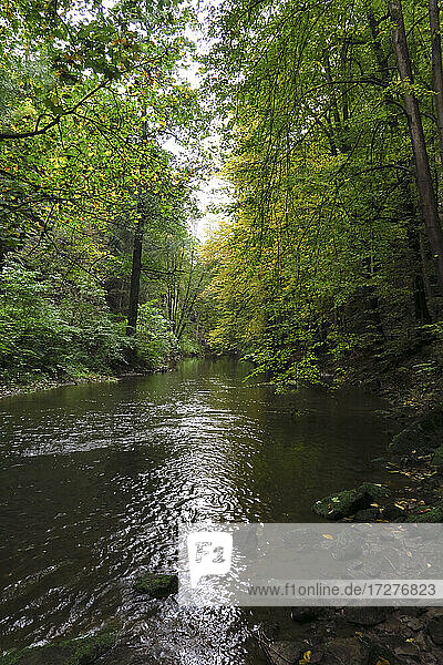Die Wesenitz fließt durch einen üppigen Herbstwald im Liebethaler Grund