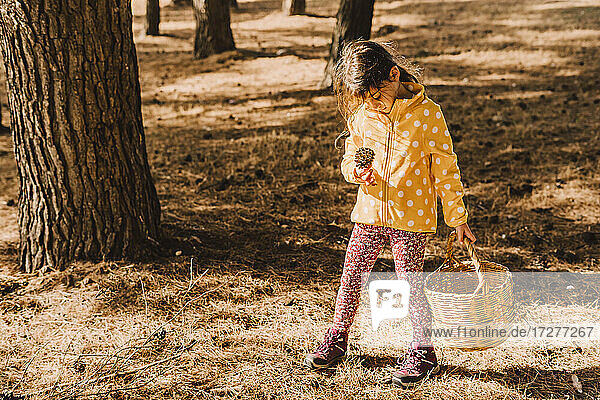 Cute girl looking at pine cone while carrying wicker basket in park on sunny day