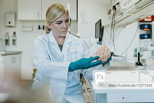 Wissenschaftler betrachtet künstliches menschliches Gehirn  während er im Labor sitzt
