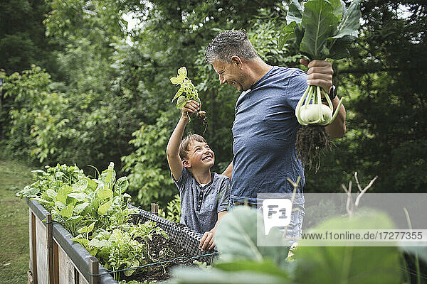 Glücklicher Vater und Sohn bei der Ernte von Wurzelgemüse aus dem Hochbeet im Garten