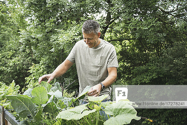 Smiling mature man examining vegetable plant at back yard garden