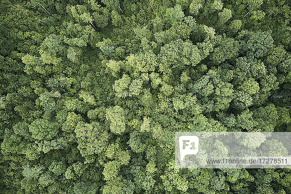 Drohnenansicht eines grünen Waldes im Sommer