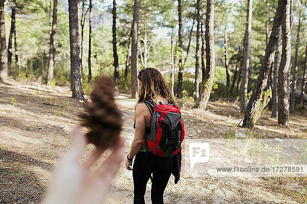 Woman holding pine cone with trekker standing in forest at La Pedriza  Madrid  Spain