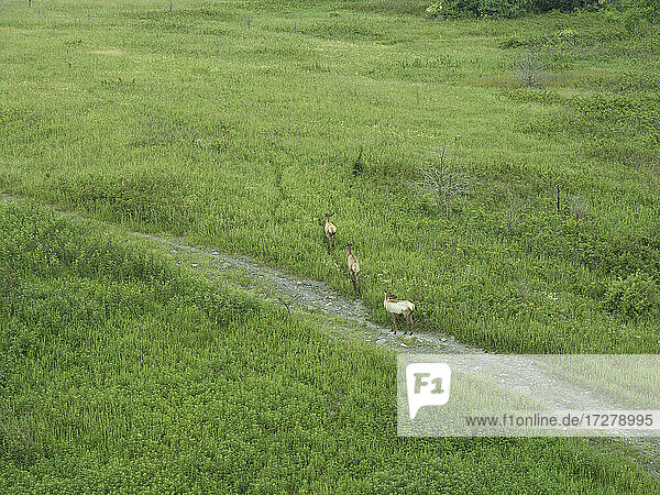 Drohnenansicht von drei Elchen  die im grünen Gras spazieren gehen