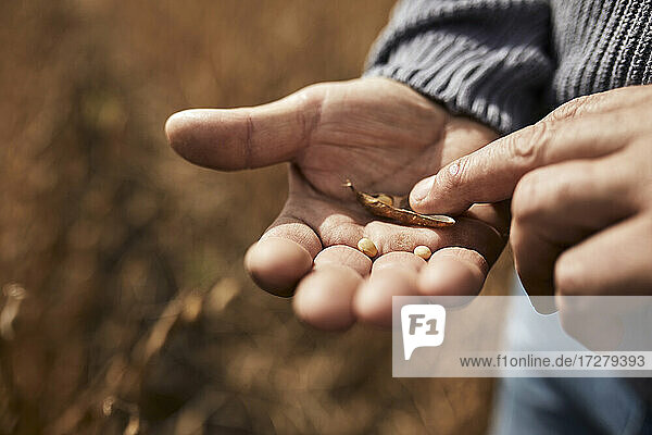 Farmer holding soybean grain in hand while standing at agricultural field