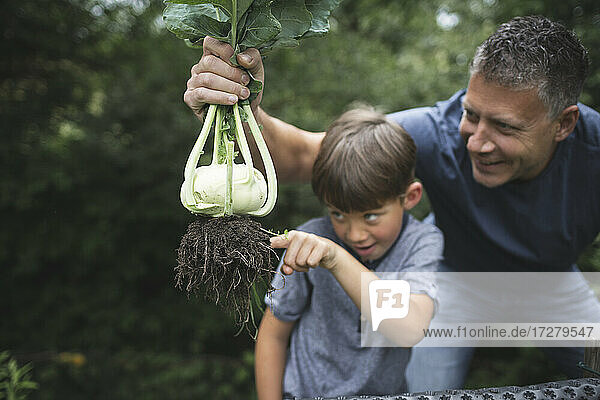 Mann hält Kohlrabi  während verspielter Junge auf die Wurzel im Garten zeigt