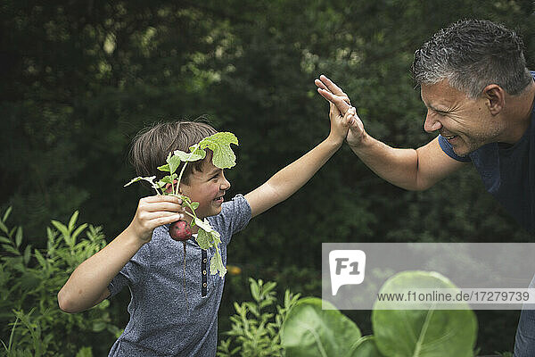 Glücklicher Junge gibt seinem Vater die Hand  während er einen Rettich im Garten hält