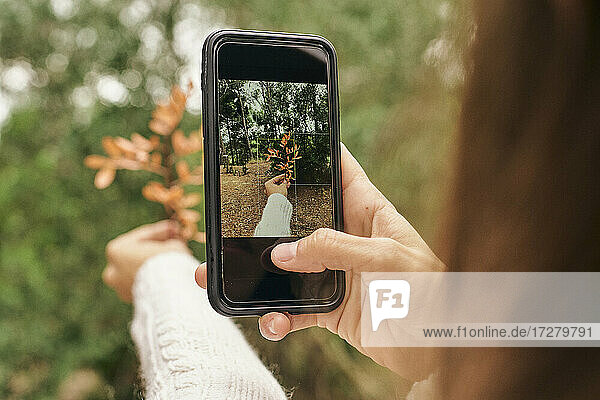 Woman photographing Pistacia Lentiscus leaves through smart phone in forest
