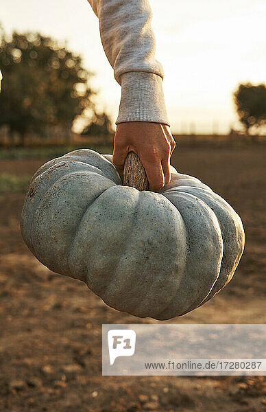 Hand of woman holding homegrown pumpkin